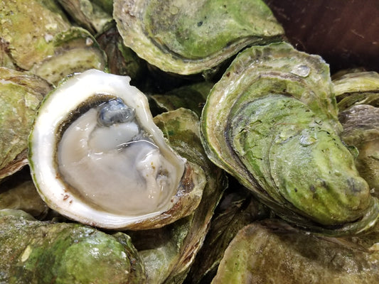 Oysters 101