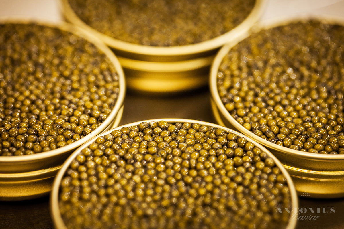 Caviar