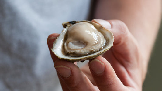 Oysters Discovery Box
