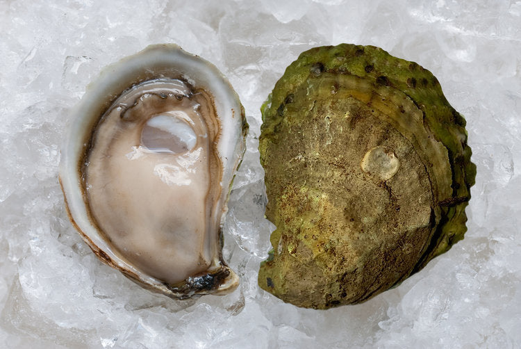Oysters Discovery Box