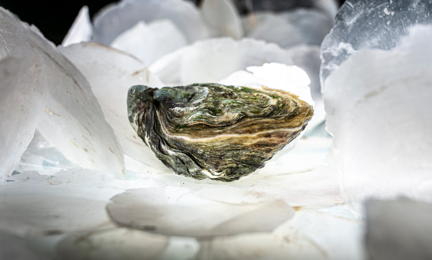 Oyster Josephine by Gillardeau #3
