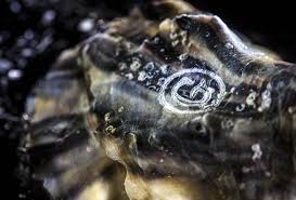 Duo Gillardeau Oysters and Antonius Caviar Siberian Prestige