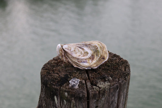 Fines de Claire IGP Marennes-Oléron Oysters
