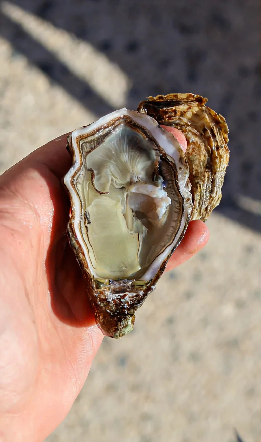 Fines de Claire IGP Marennes-Oléron Oysters