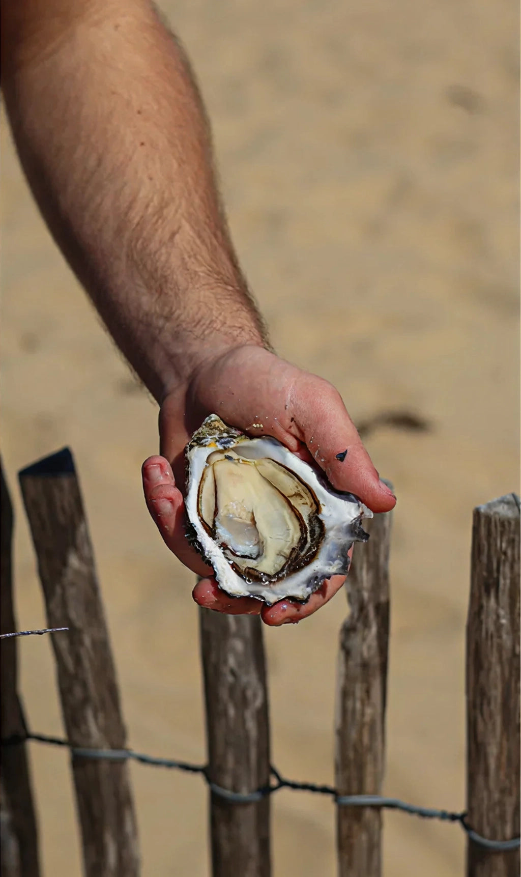Huîtres Préstige by Lamaison Oysters