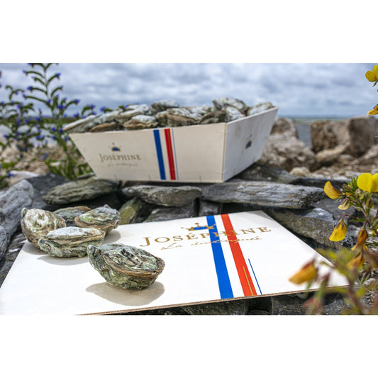 Josephine Oyster by Gillardeau