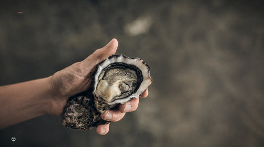 An open Maison Legris oyster held in a hand against a softly focused background