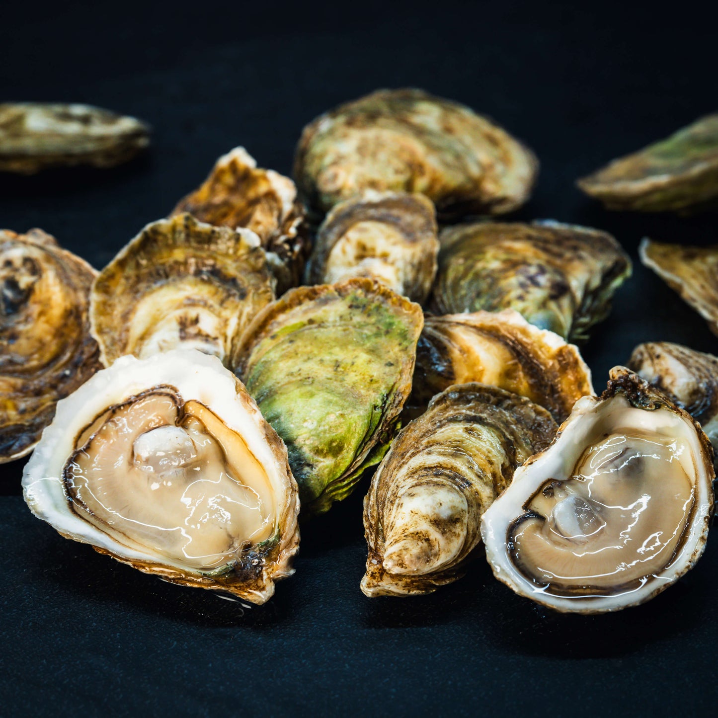 Oysters Discovery Box