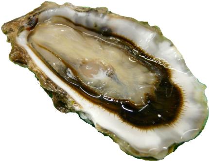 Fine French oyster