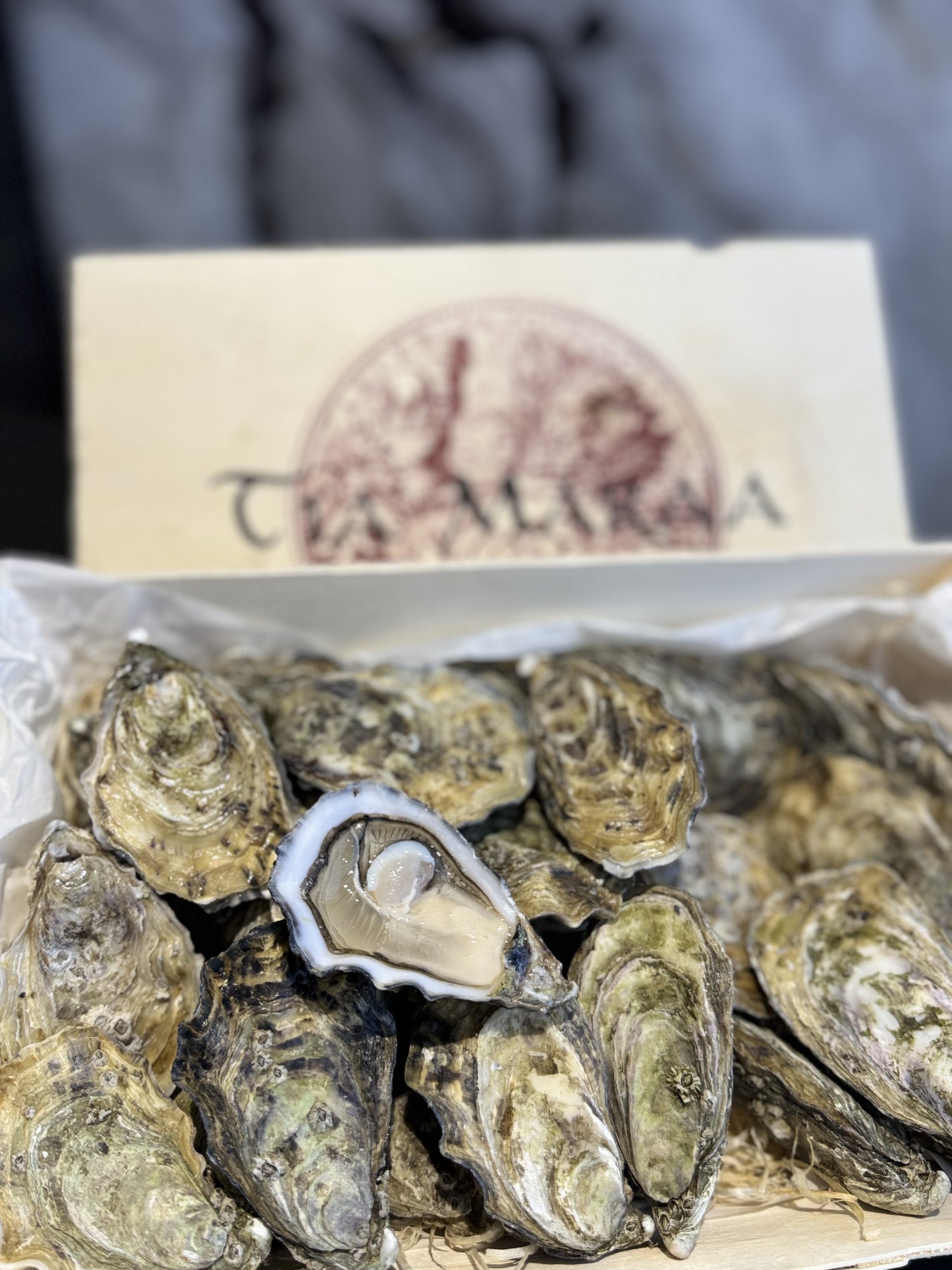 Irish Oyster's Tia Maraa