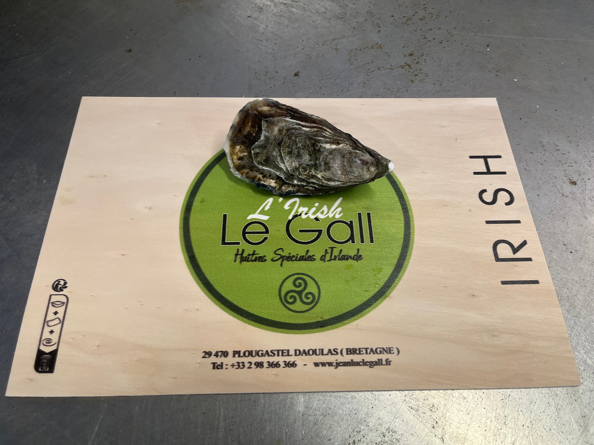 Irish Oyster