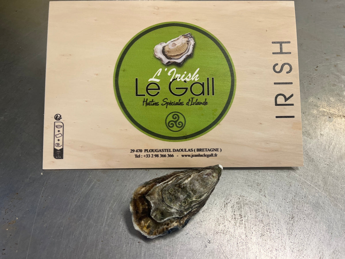 Irish Oyster