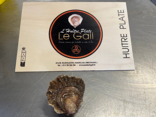 Dozen Belon Flat Oyster