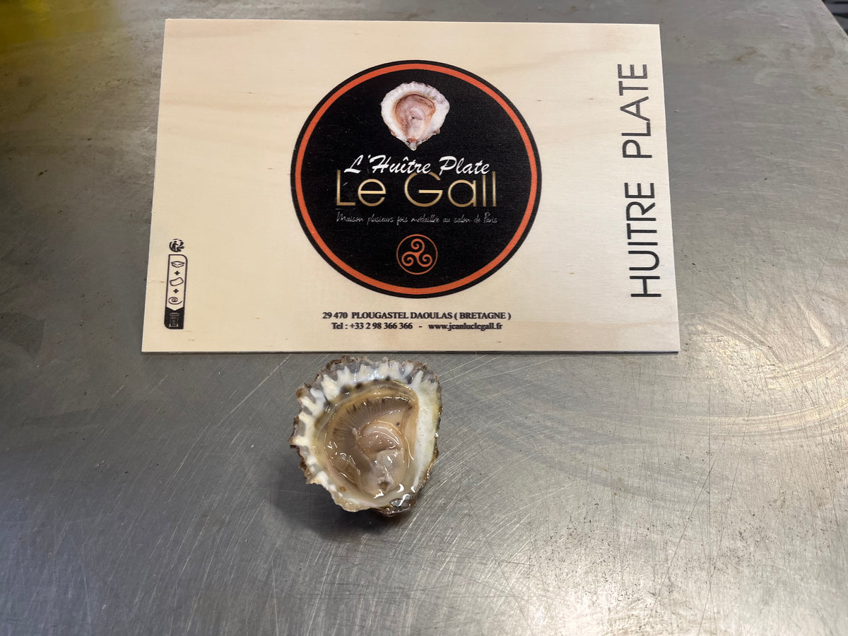 Dozen Belon Flat Oyster