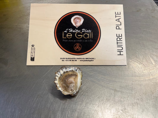 Dozen Belon Flat Oyster