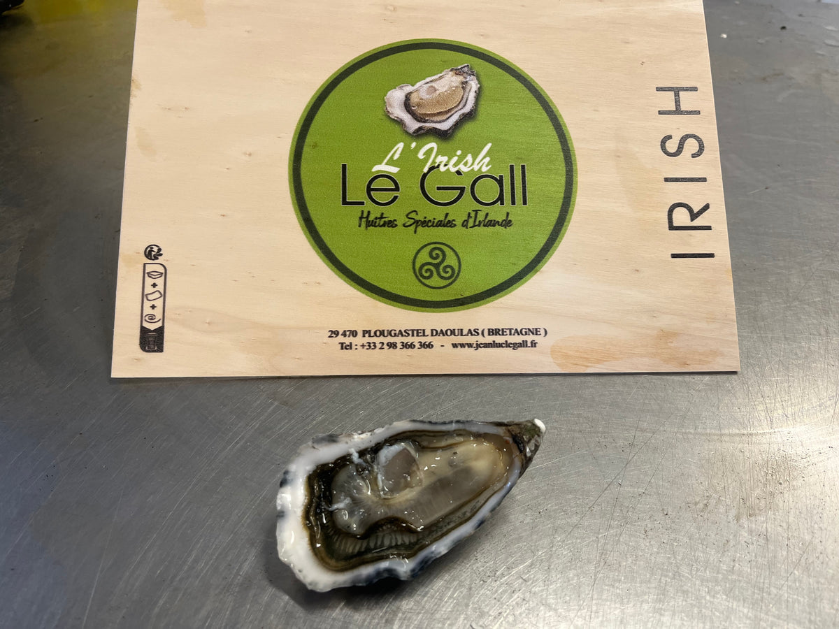 Irish Oyster