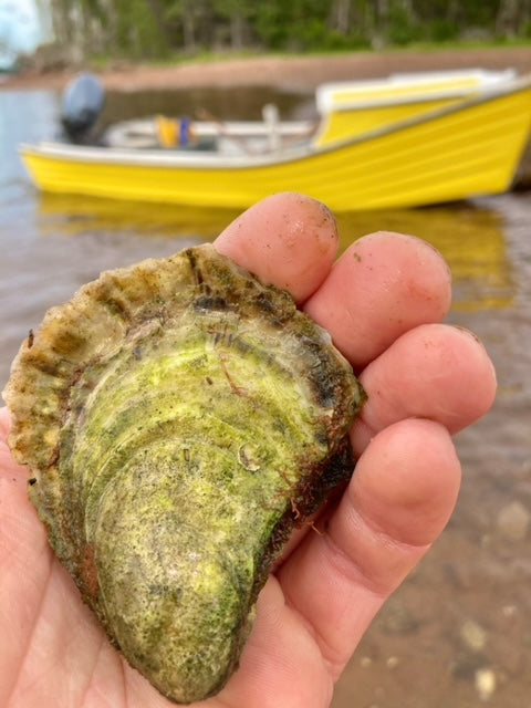 Wild Choice Oysters