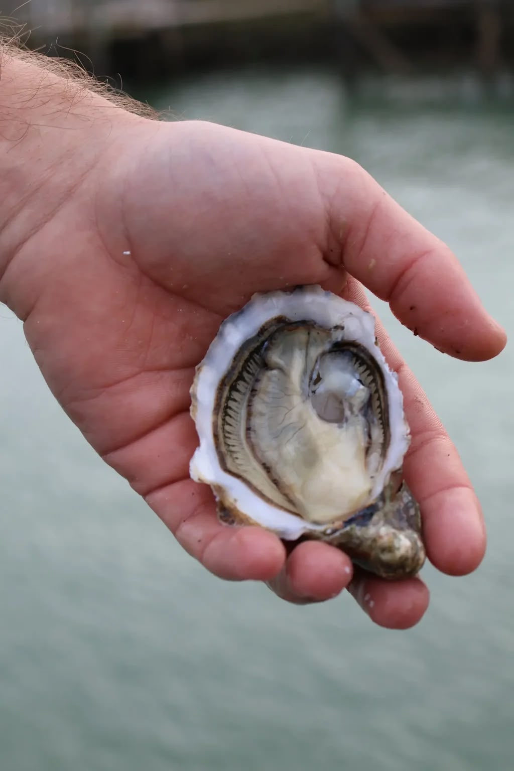 Special by Lamaison Oysters
