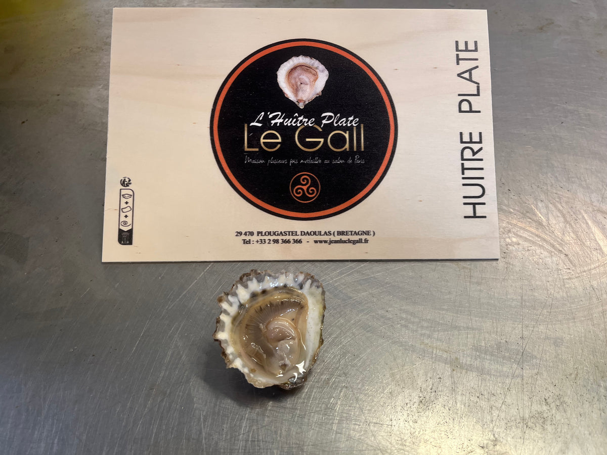 Dozen Belon Flat Oyster