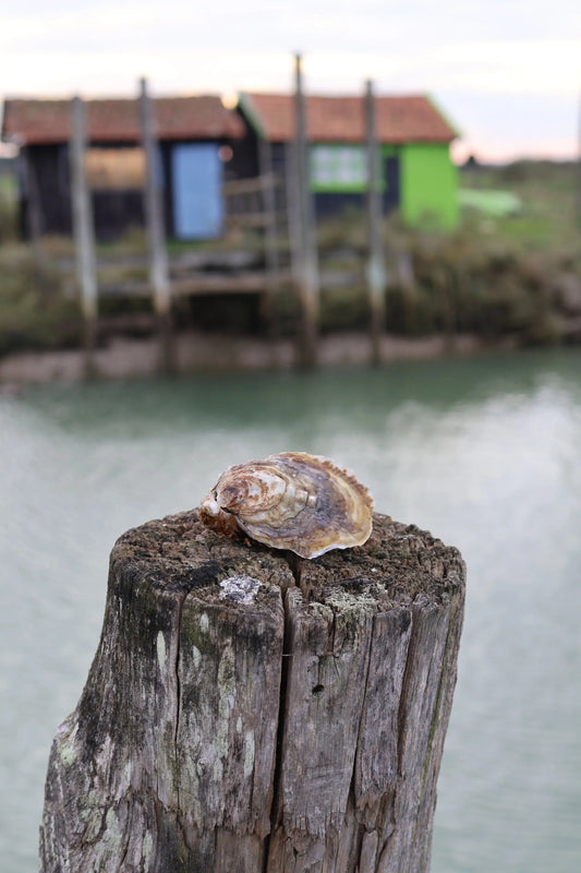 Prestige by Lamaison Oysters