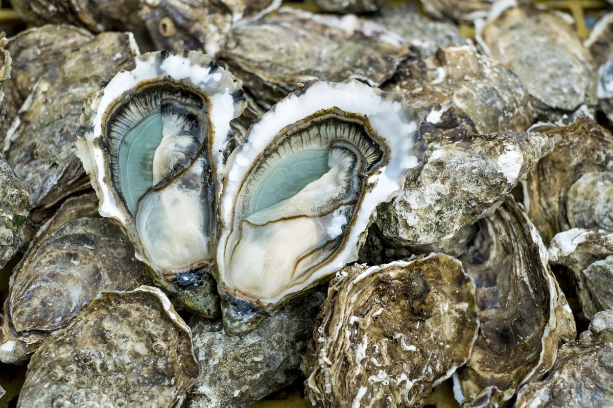 Fine de Claire Verte Label Rouge Oysters