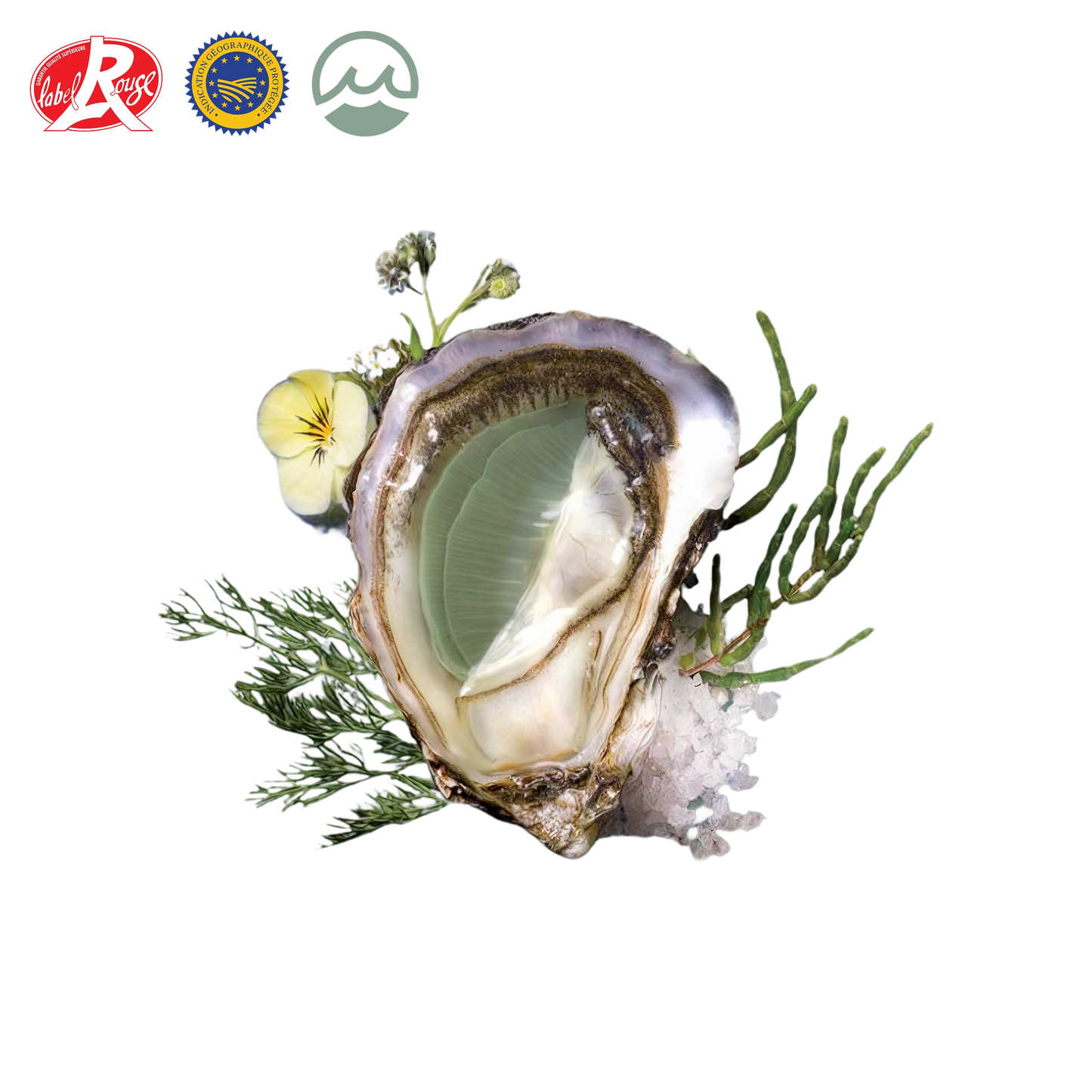 Open lamaison fine de claire oyster on a bed of seaweed with visible brand logos.
