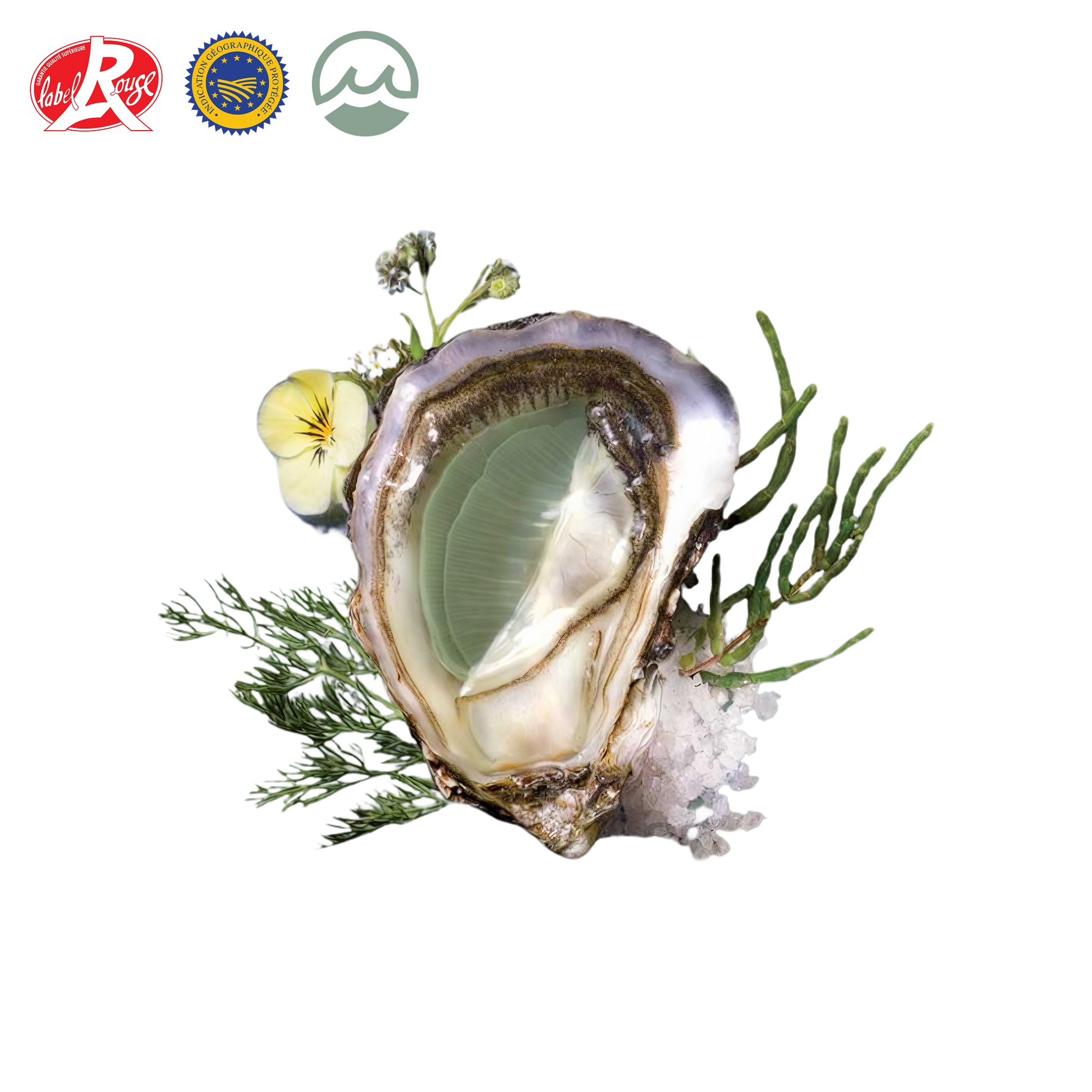 Open lamaison fine de claire oyster on a bed of seaweed with visible brand logos.