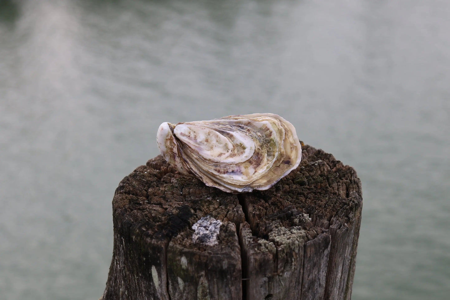 Fines de Claire IGP Marennes-Oléron Oysters