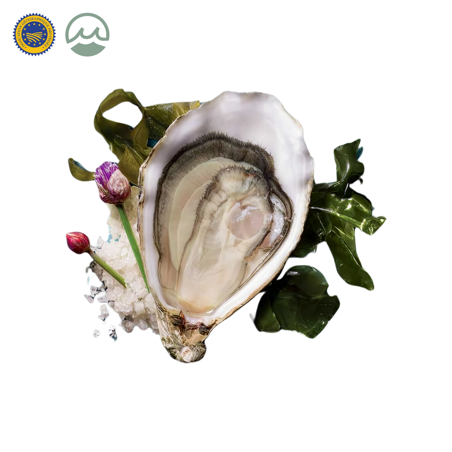 Fines de Claire IGP Marennes-Oléron Oysters