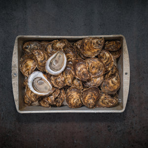 Cascumpec Oysters